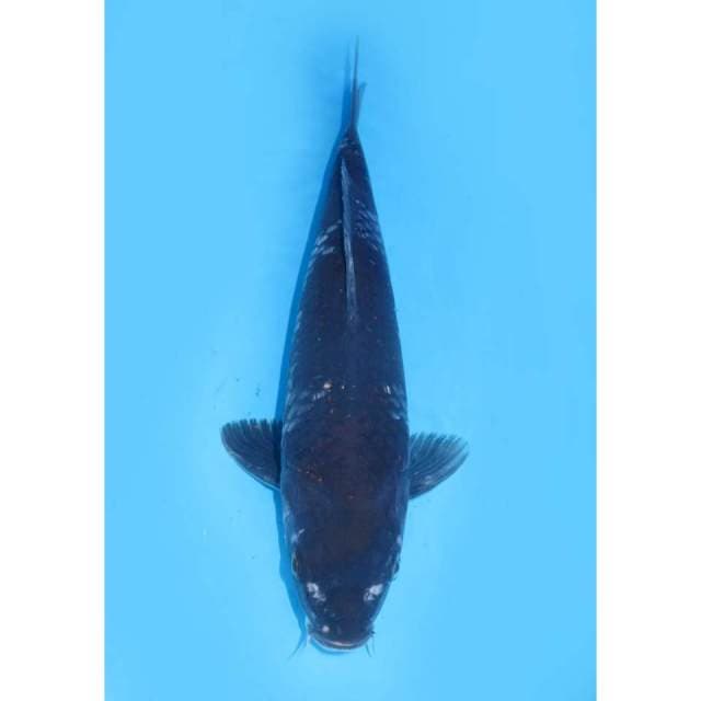 Super Kawarimono - 31cm Male