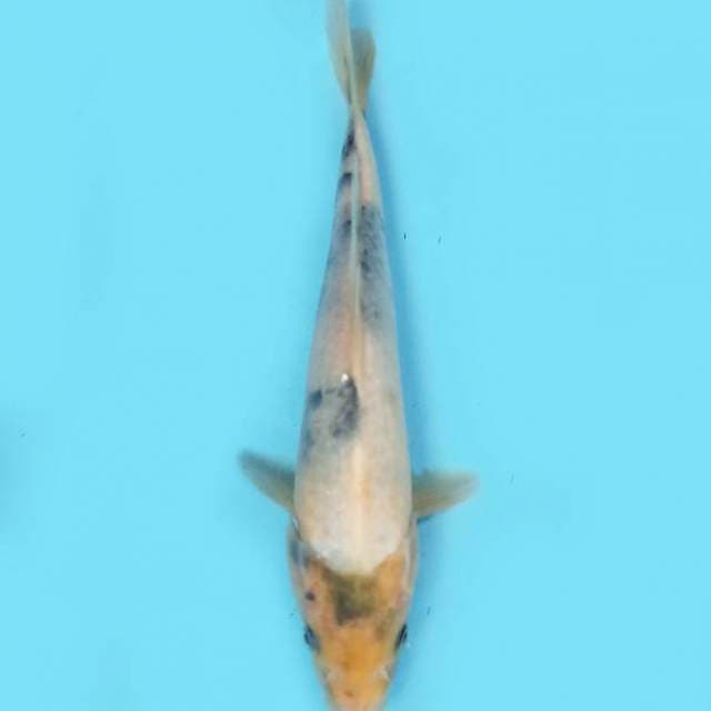 Shiro Tategoi 26 cm