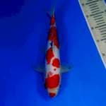 Sanke doitsu male size 33 cm