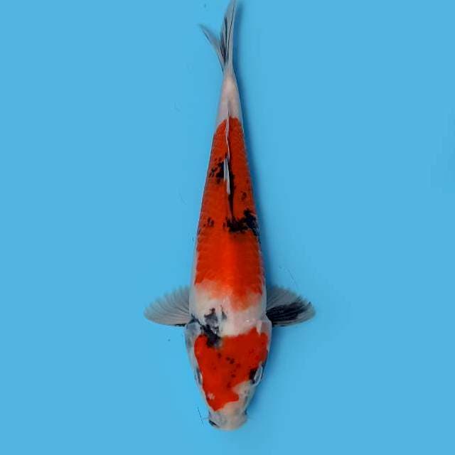 Nidan Showa 26 cm