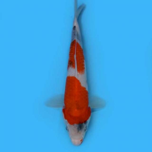 Nidan Showa Tategoi 26 cm