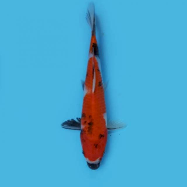 Showa 27 cm
