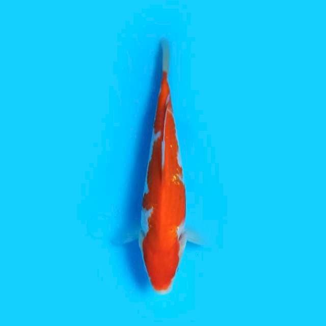 Straight Hi Kohaku 17 cm