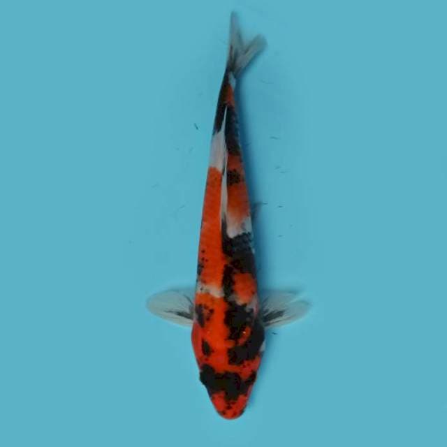 Showa 26 cm