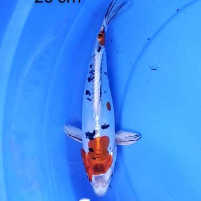 Sanke doits 25 cm
