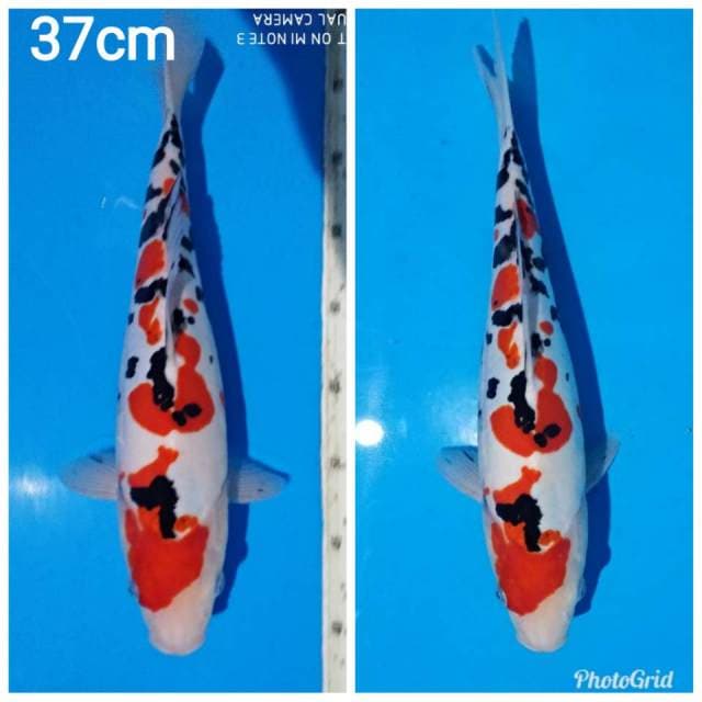 Sakura sanke doitshu bakat jumbo