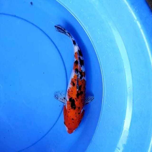 Sanke trotol 30 cm