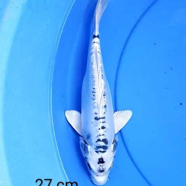Kiko silver 27 cm