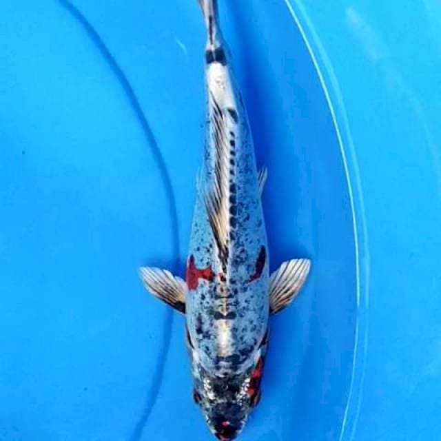 Kiko 25 cm