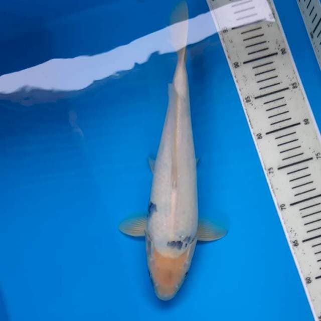 Tategoi shiro 37cm
