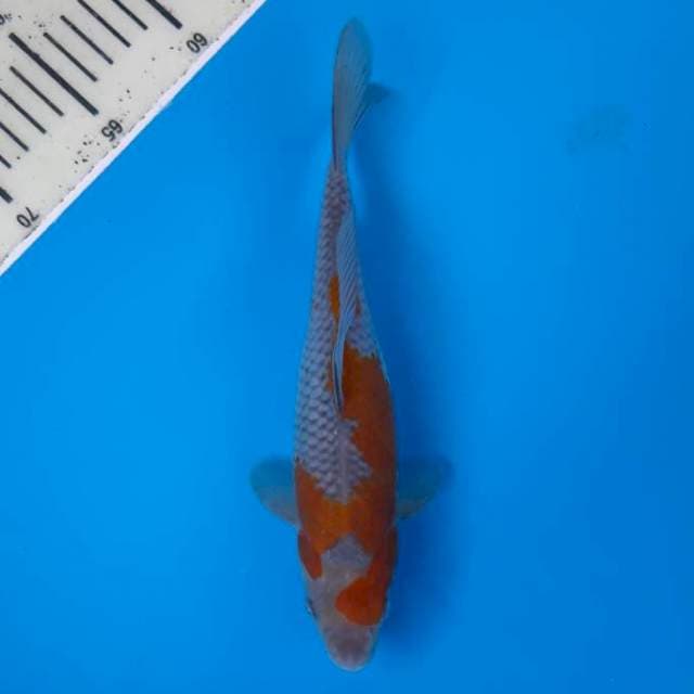 Ochiba 24cm