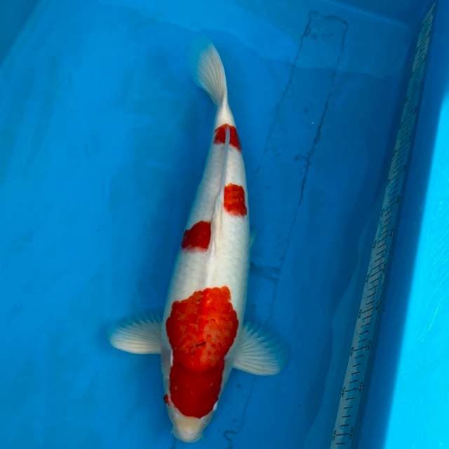 Kohaku Indonesia