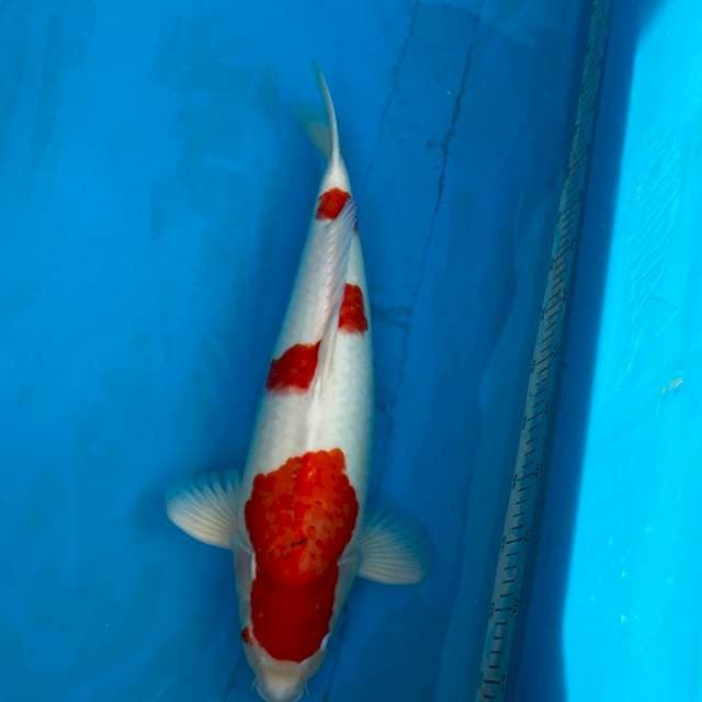 Kohaku Indonesia