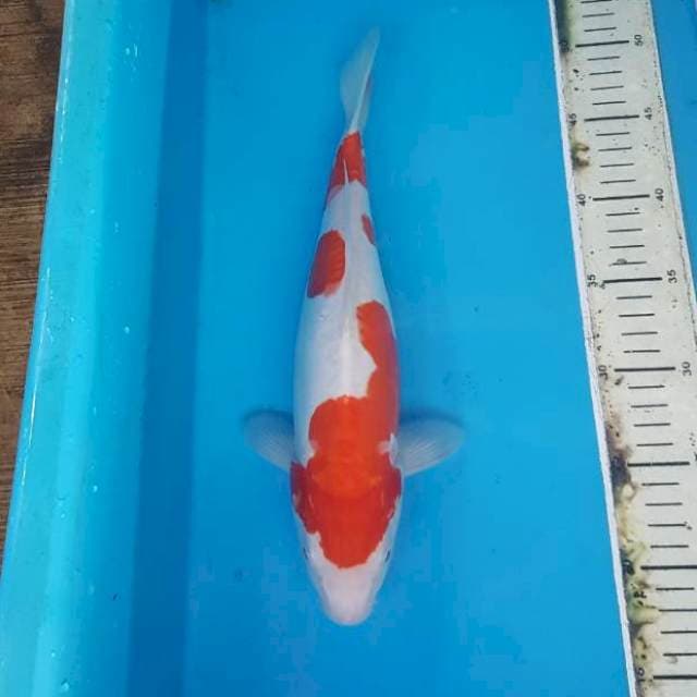 Kohaku doitsu