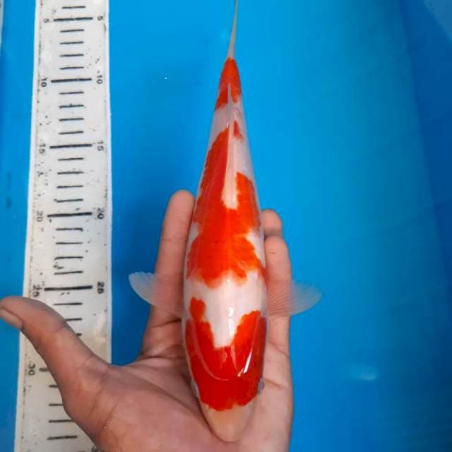 Kohaku SQ 1