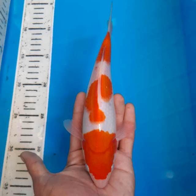 Kohaku SQ 2