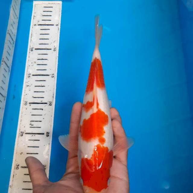Kohaku SQ 3