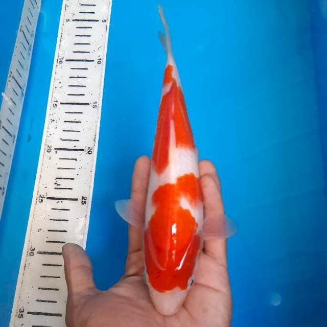 Kohaku SQ 4