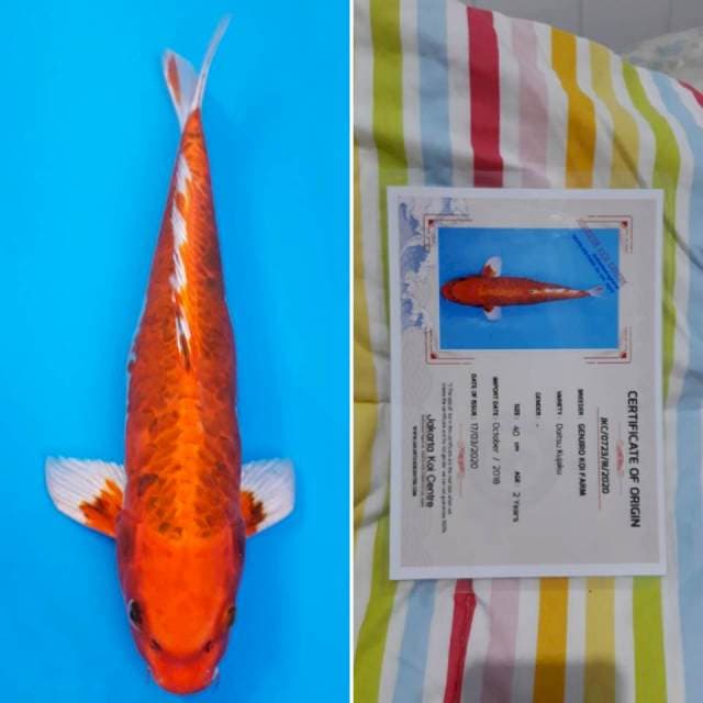 Genjiro doitsu kujaku 40cm sertifikat