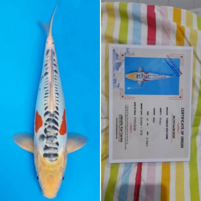 Yamaju shusui 41cm sertifikat
