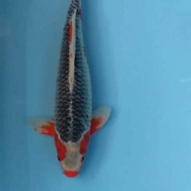 ASAGI 45 cm