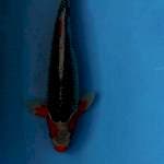 ASAGI 45 cm
