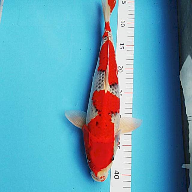 Reddish goshiki 37cm male