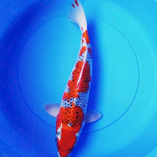 Good goshiki 43cm male