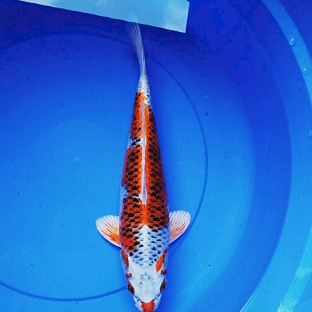 Kujaku strong 38cm male