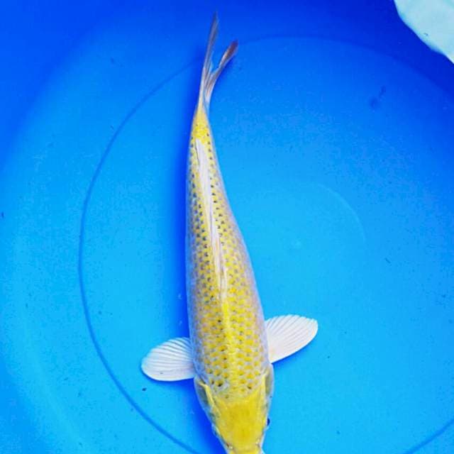 Ogon 35cm