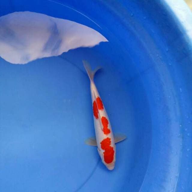 Kohaku Sandan Ciamik