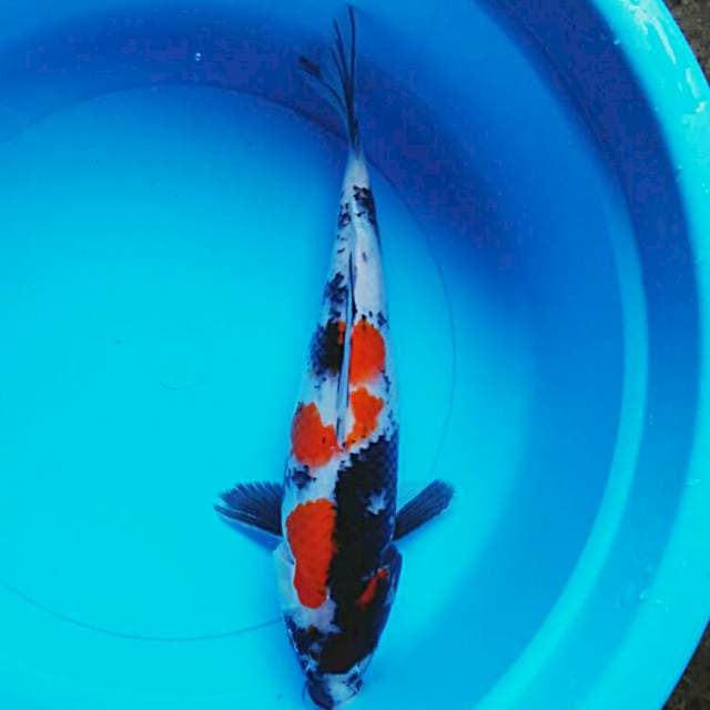 Showa josss 31cm