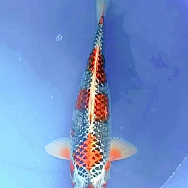 Kujaku benigingga 40 cm