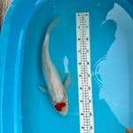 tancho kohaku 41cm