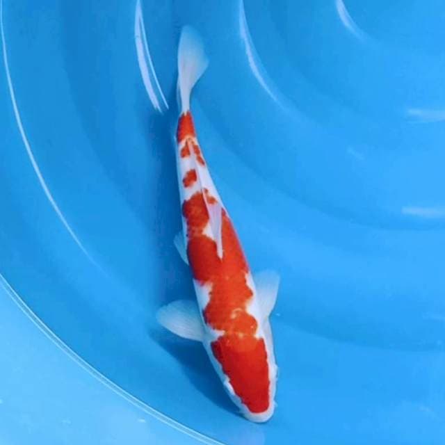 Kohaku