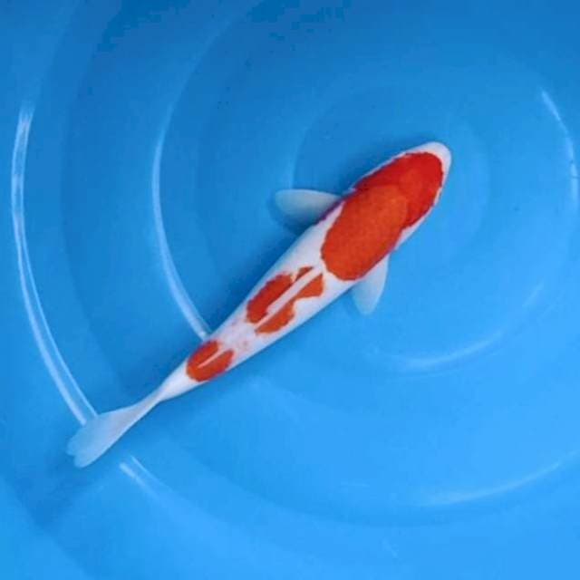 Kohaku step