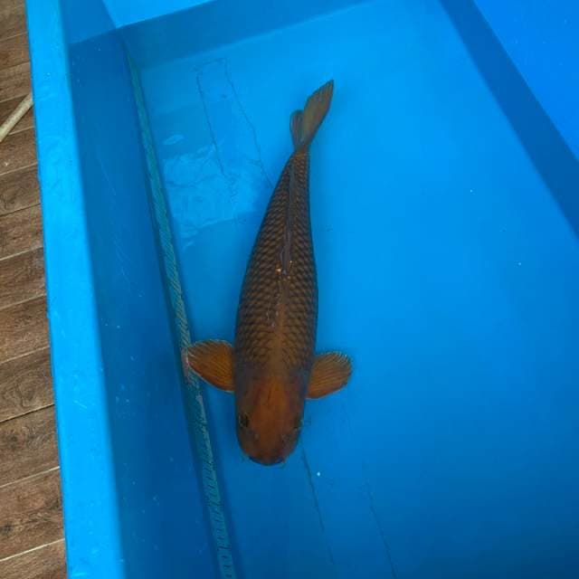 Chagoi Indonesia, Female, 64cm