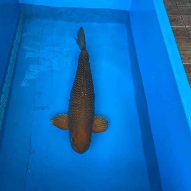 Chagoi Indonesia, Female, 64cm