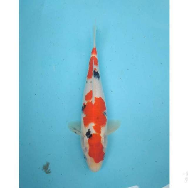 SANKE 32CM