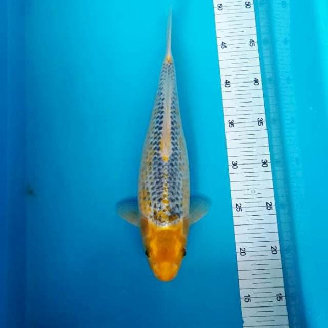 LIMITED ASAGI KUNING