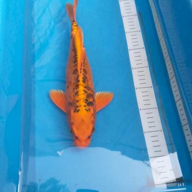 Doitsu Kin Matsuba 37cm