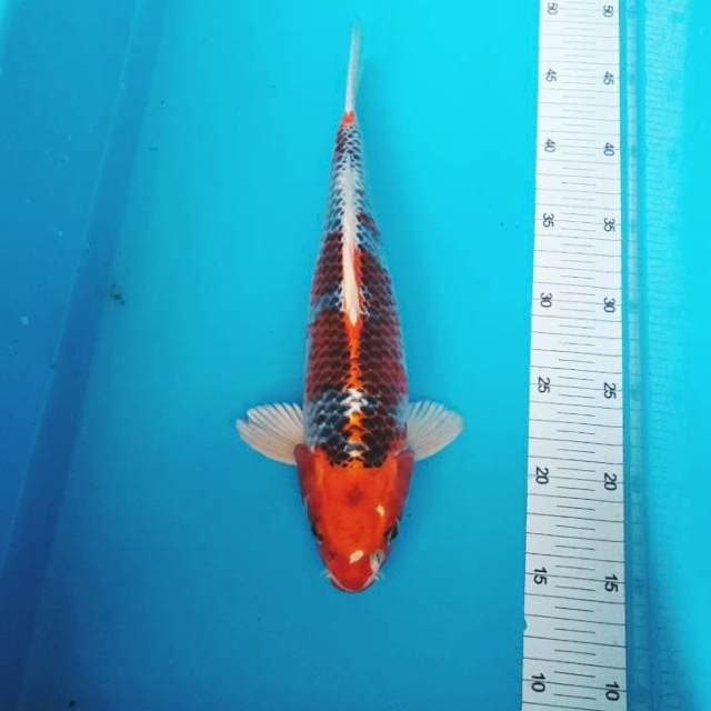 RED KUJAKU RING RAPI