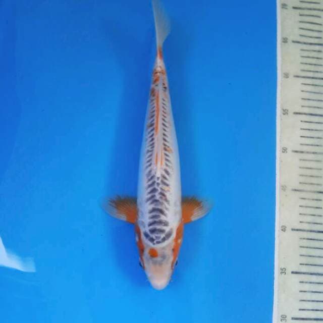 Shusui 35 cm Male