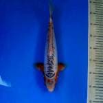 Shusui 35 cm Male