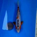 Shusui 32 cm