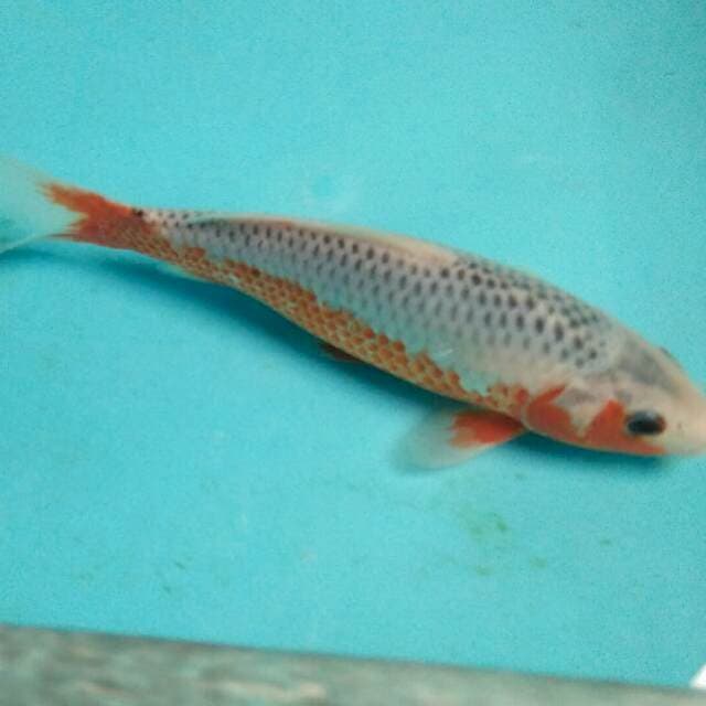 asagi SQ 20cm