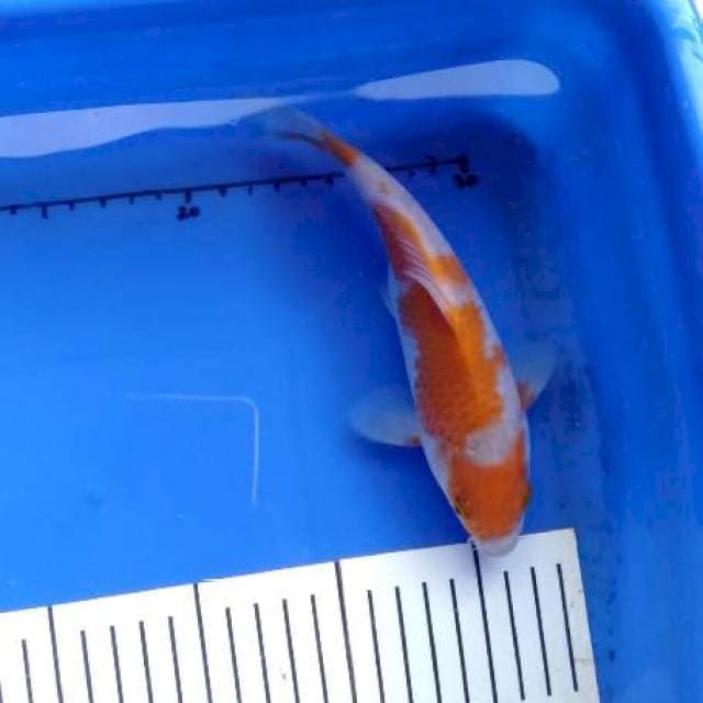Maruten ochiba 20 cm