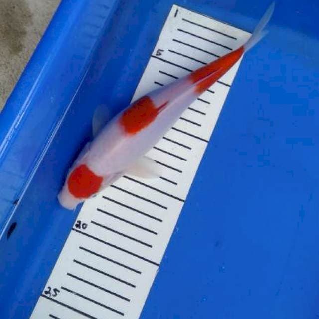 Maruten kohaku 22cm original