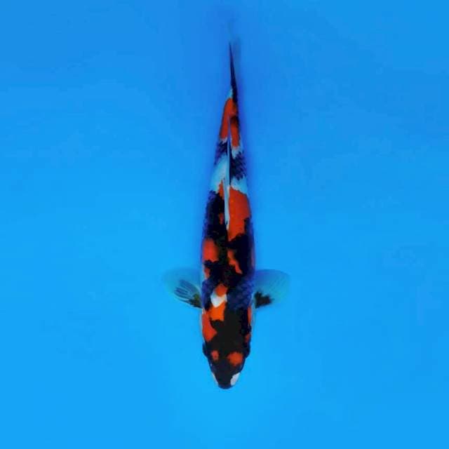 SATAN 8 ~ SHOWA JET BLACK ™