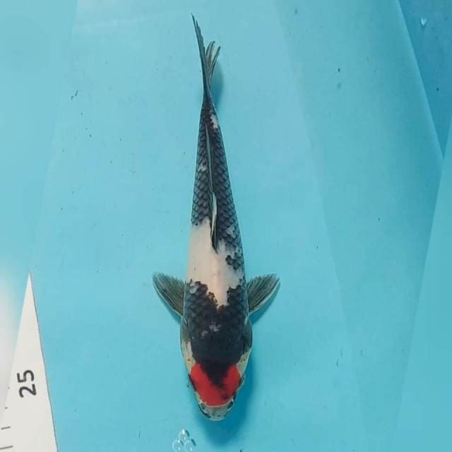 Tc showa 21cm ori